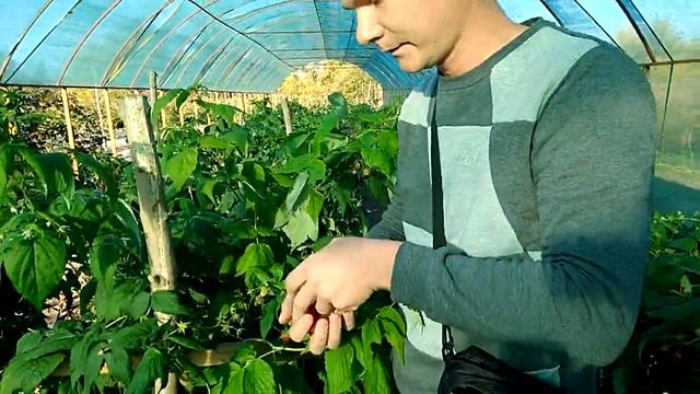 Малина сорт Полька(Полка) отличный сорт? смотреть онлайн
