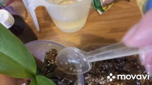 17.03.2023г. МОЯ НОВАЯ ОРХИДЕЯ " ЖЁЛТАЯ КОРОВКА"!!! ПЕРЕСАДКА!