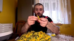 Одуванчик. Время собирать эти очень ценные цветы. Делаем заготовки для чая на целый год.