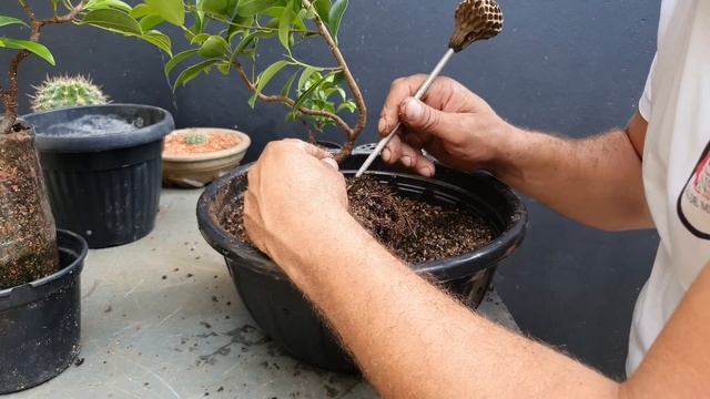 Bonsai Apartir de estaca - Ficus Retusa смотреть онлайн