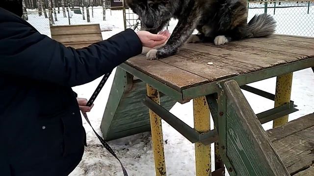 Дрессировка собак -первое занятие смотреть онлайн