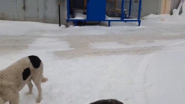 Начало нового года!Летят снежинки безмятежно и тут и там.Я подкармливаю бездомных собак.Уфа. смотреть онлайн