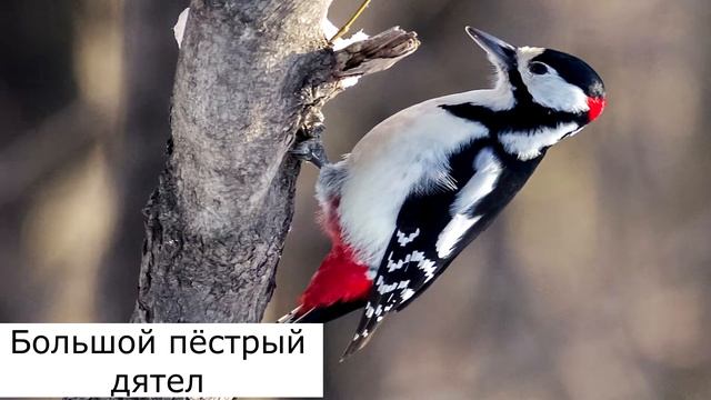 Какие птицы остаются зимовать в России смотреть онлайн