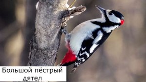 Какие птицы остаются зимовать в России