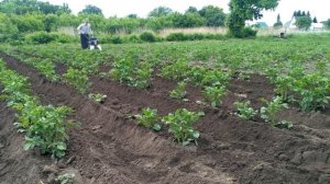 Окучиваем картофель мотоблоком #Огород#Картофель#Мотоблок#Окучивание#