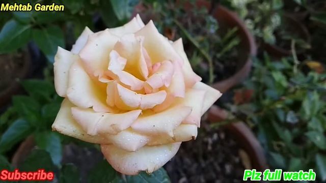 #Rose#flower#plant #shorts #EnglishRose#Yellow#Variety #BeautifulRose