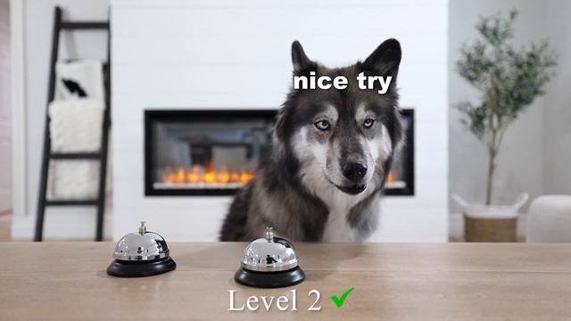 My Huskies Play The Shuffle Game! смотреть онлайн