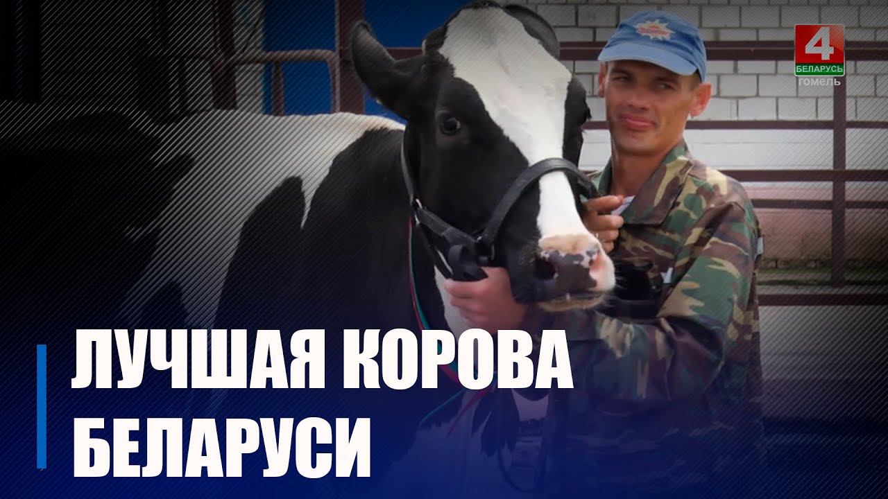 Лучшей племенной коровой Беларуси стала «Ромашка» из Гомельщины смотреть онлайн
