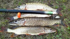 Жор щуки в октябре. Щука на поплавок осенью