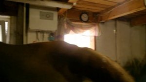 Нетель перед самым отёлом, ещё чуть-чуть и ПЕРВОТЁЛКА!