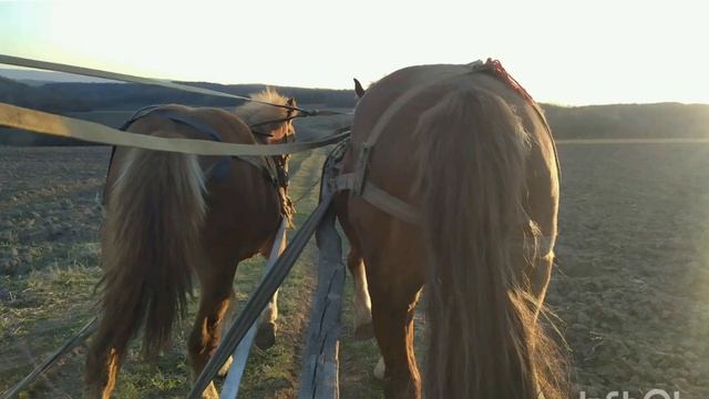 #ПРОДАЄТЬСЯ #КІННА КОСАРКА,# КОБИЛА# АБО# ЛОША# смотреть онлайн