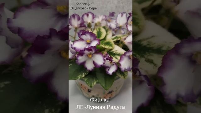 Фиалка ЛЕ Лунная Радуга ( мини)?? смотреть онлайн