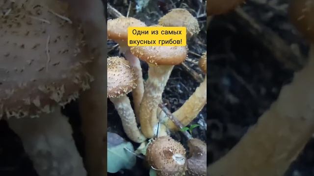 Собираем опята ведрами!! #грибыопята #вкусноинетолько смотреть онлайн