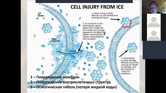 Зимняя спячка и анабиоз смотреть онлайн