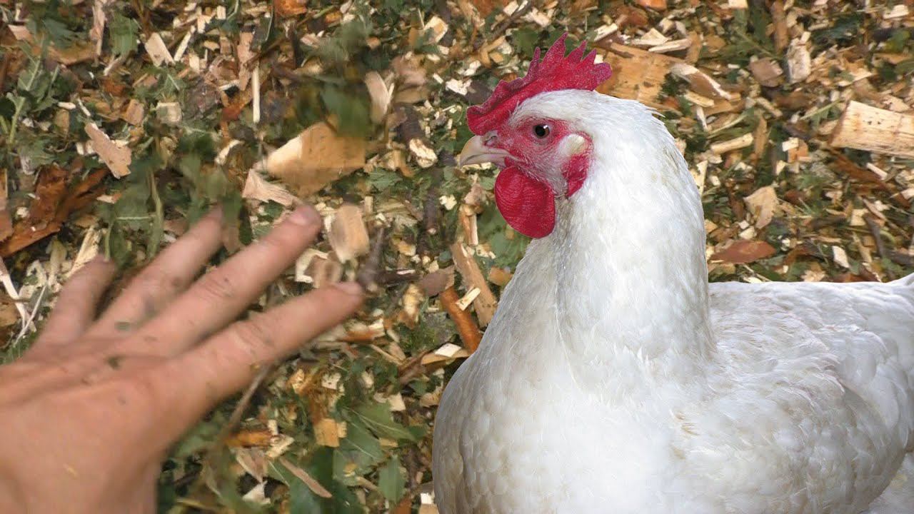 ПОДСТИЛКА для кур несушек из ЩЕПЫ! Прошу совета! смотреть онлайн