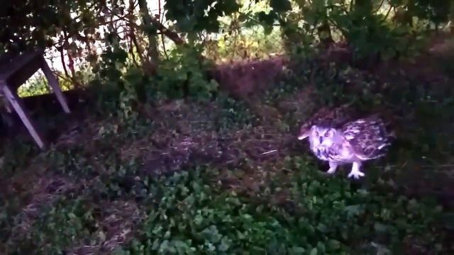 СОВЫ - БЕСШУМНЫЕ НОЧНЫЕ ОХОТНИЦЫ смотреть онлайн