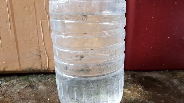 Try This Grooming Method for Guppy Using Water Containers смотреть онлайн