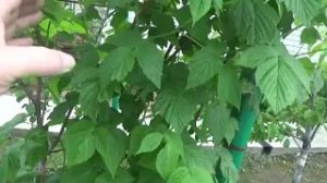 6. Выращиваю малину в траншеях - урожай - до 50 кг и более с 10 кустов! Метод А. Г. Соболева