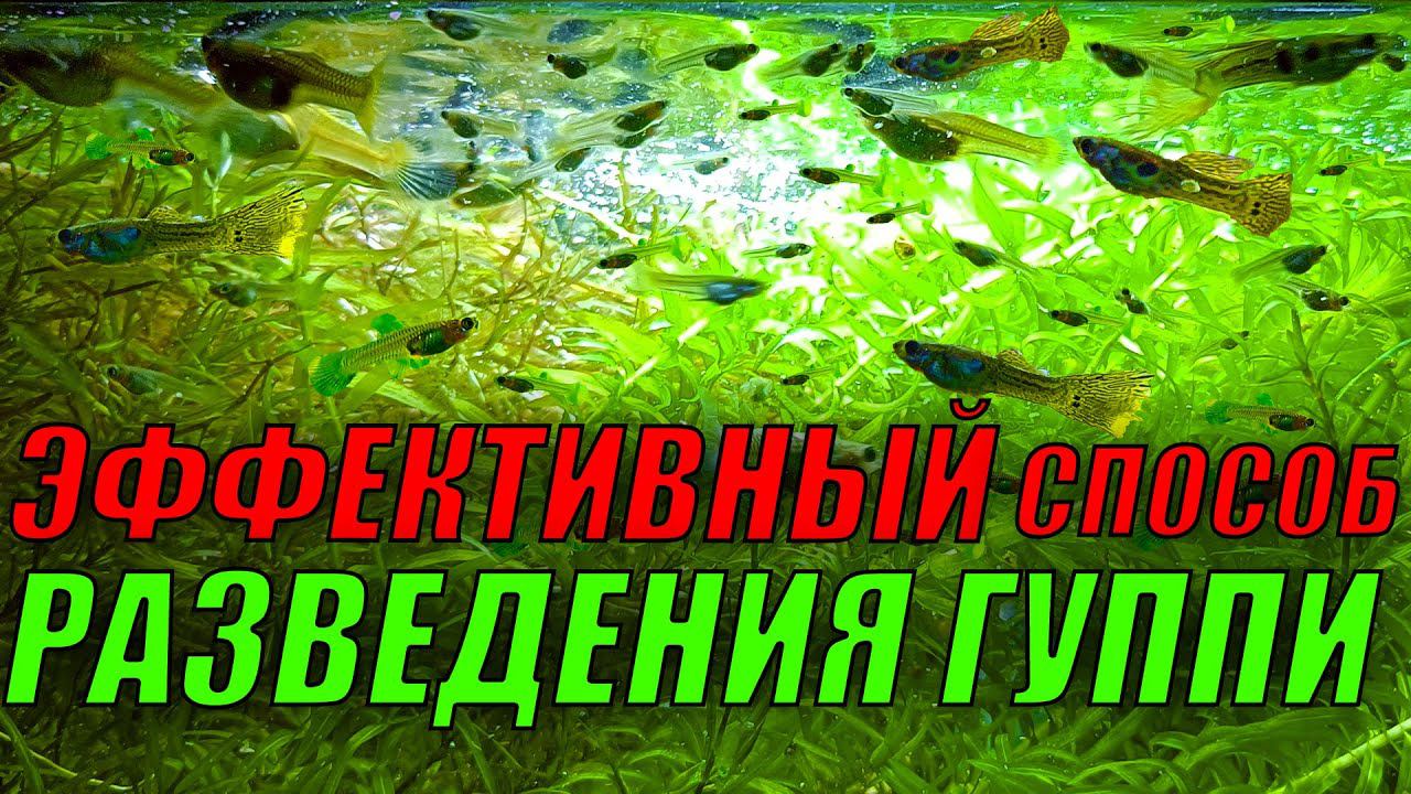Самый эффективный способ разведения гуппи в домашних условиях! смотреть онлайн
