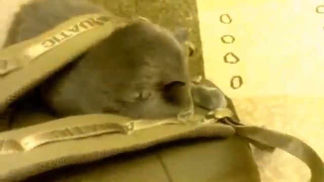 Британская кошка вредничает смотреть онлайн