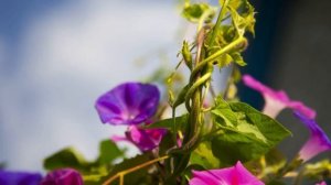 Фото красивых цветов