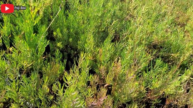 TANAMAN ALUR ‼️ HANYA TUMBUH DI PESISIR KAYA NUTRISI DAN MANFAAT | Suaeda maritima | TANAMAN ALOR смотреть онлайн