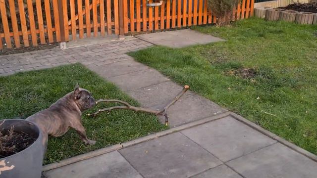 Французский бульдог Помощник смотреть онлайн