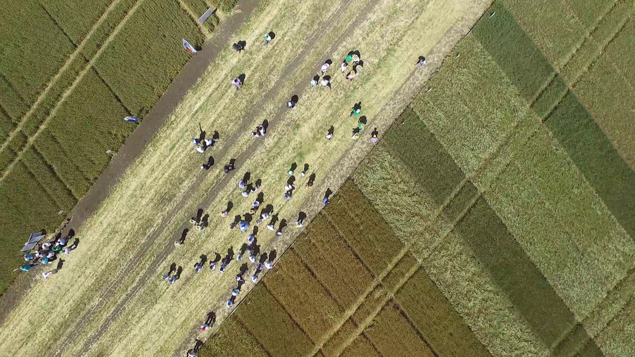 День Поля - 2018 смотреть онлайн