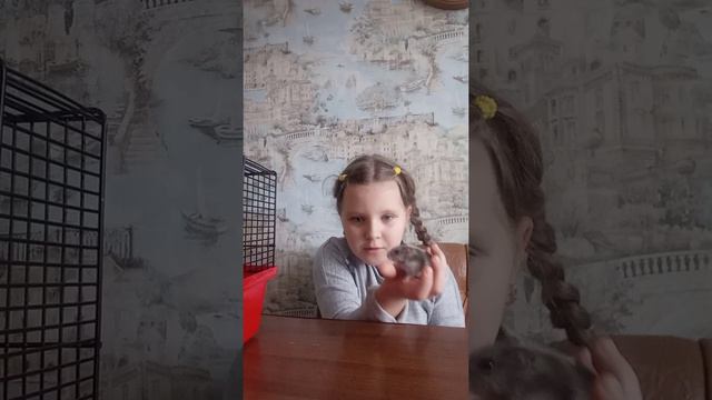 Новое животное🐁 смотреть онлайн