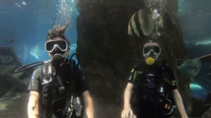 Дайвинг в океанариум в Сочи
