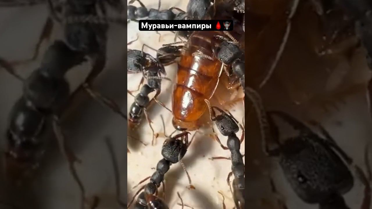 Что стало с вампирами #ants #муравьи #вампиры #дракула смотреть онлайн