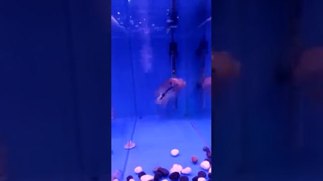 Louhan Female King Kamfa Ori Vietnam смотреть онлайн