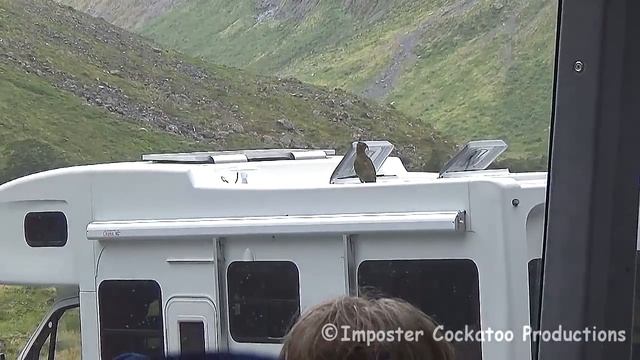 Kea - Naughty Alpine Parrot Of New Zealand