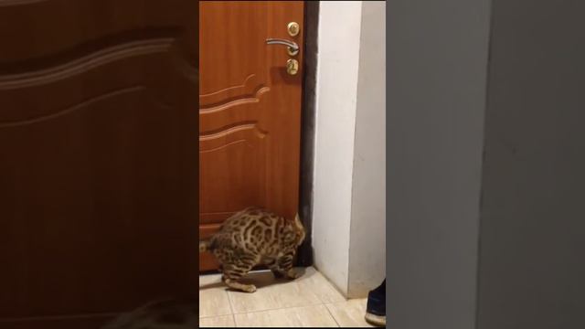 Кот который гуляет сам по себе