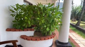 Dickwella Resort&spa. Обзор отеля