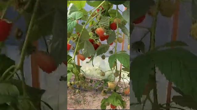Малина в парнике поздней осенью. Сорт Беглянка. смотреть онлайн