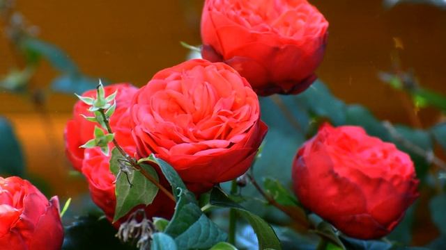 Роза. история цветка. смотреть онлайн