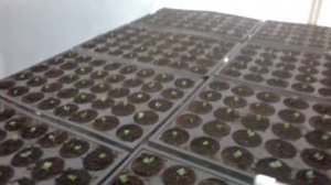 Посадка редиса в кассеты