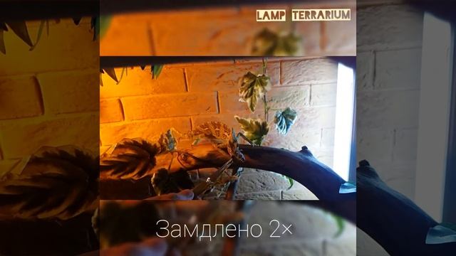 КОРМИМ ЙЕМЕНСКОГО ХАМЕЛЕОНА/ЗАМЕДЛЕНАЯ СЪЁМКА! смотреть онлайн