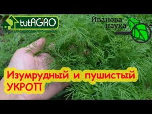 САМЫЙ АРОМАТНЫЙ и ПУШИСТЫЙ УКРОП без тли и блошки - ВОТ ТАК!