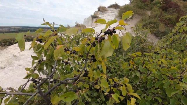 Что за черные ягоды на меловых холмах ? смотреть онлайн