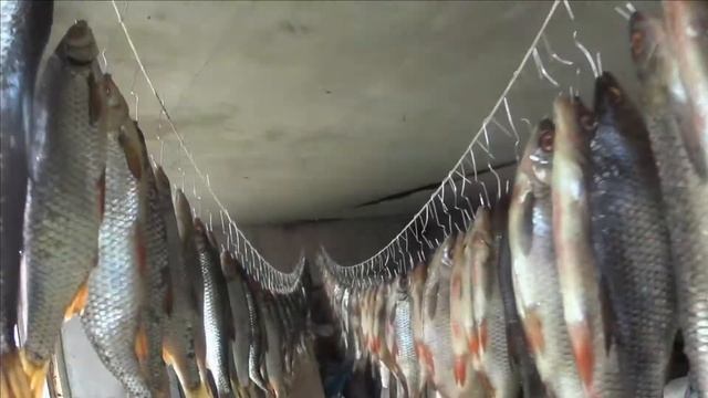 Как правильно вялить рыбу?!Соль,мыть?Эксперимент!Результат ОГОНЬ! смотреть онлайн