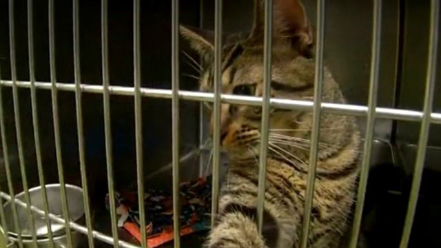 «Они не могли дышать»: в багажнике был найден контейнер, а в нем – котики. История до слёз... смотреть онлайн