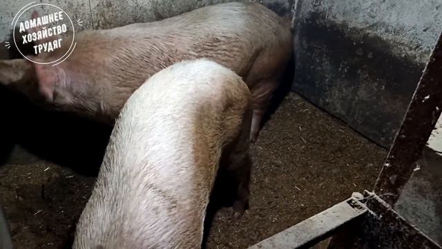 ///ХРЯК растолстел, и работать не хочет!!!/// смотреть онлайн