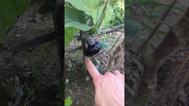 Горные пейзажи