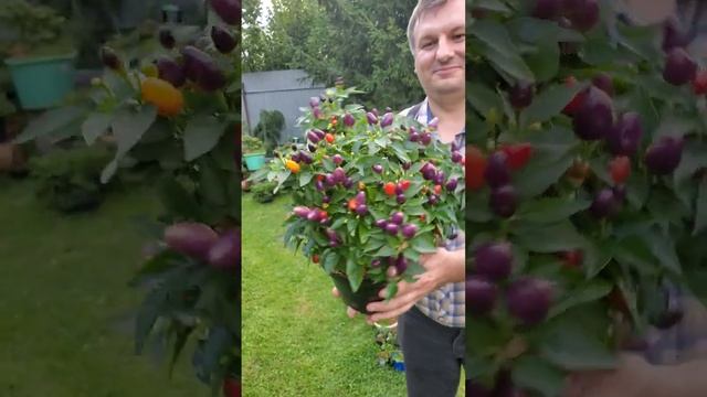 Красный, фиолетовый, зелёный, жёлтый декоративный перец... ещё и цветёт #shorts #garden #bonsai смотреть онлайн