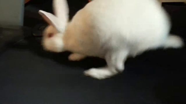 Bun Run II смотреть онлайн