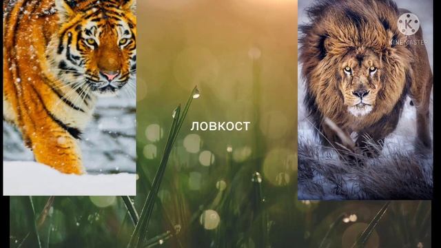 амурский тигр против барбаский лев легендарное битва смотреть онлайн