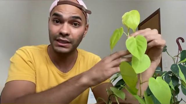Philodendron hederaceum- Como cuidar e propagar essa linda planta coração смотреть онлайн