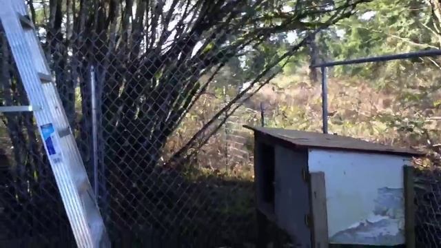 Наше подворье, строительство фермы для животных. ч. 6